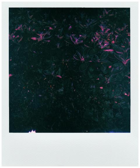 A moody dark Polaroid of abstract floral elements