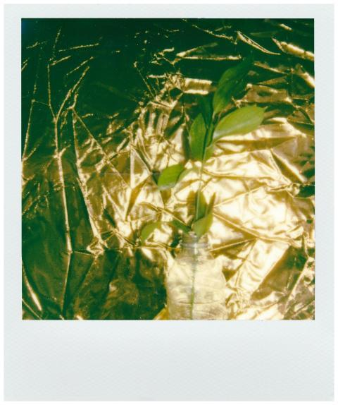 Green leaves in a vase on a textured golden backgr