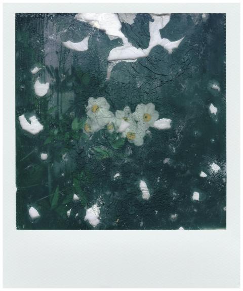 Unique abstract photo of white flowers with a dist