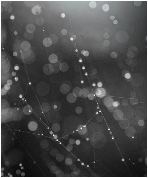 Abstract Black White Dewy