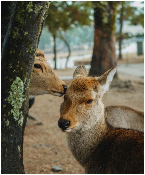 Two deer sharing a tender moment in a Kyoto park,