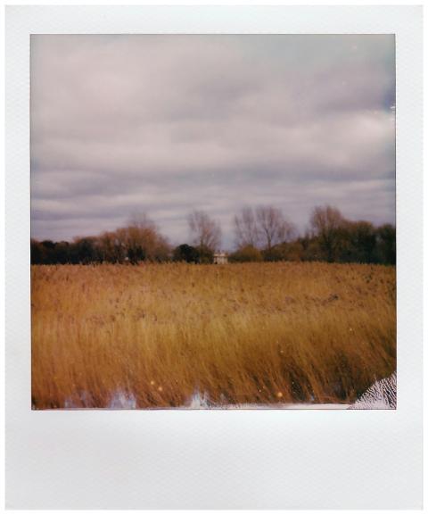 A tranquil field of wheat under a cloudy sky captu
