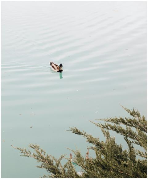 A serene duck swims in a tranquil pond in Barcelon