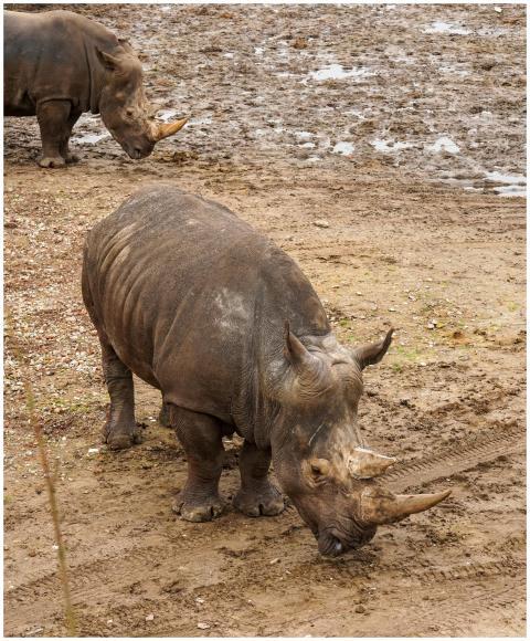 Two white rhinos graze peacefully in Hilvarenbeek,