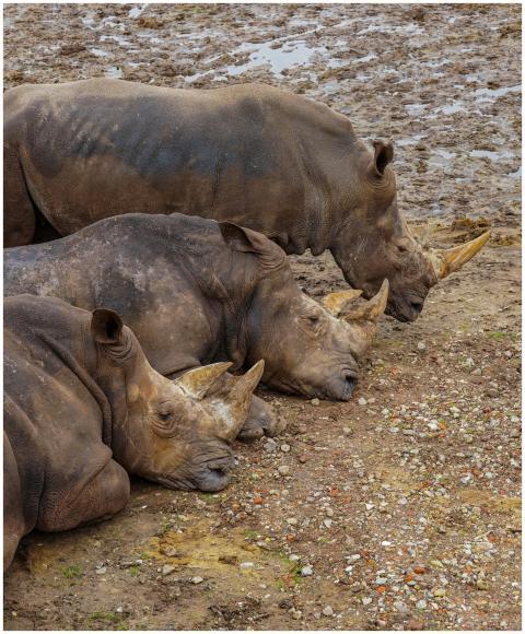 Three rhinoceroses resting in a muddy area at a sa