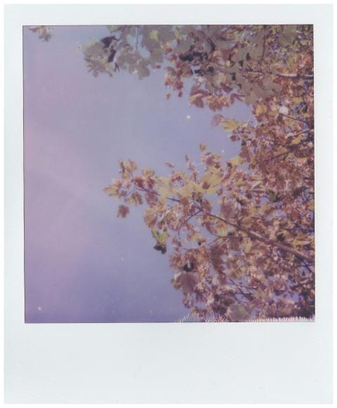 A dreamy vintage Polaroid photo capturing autumn l