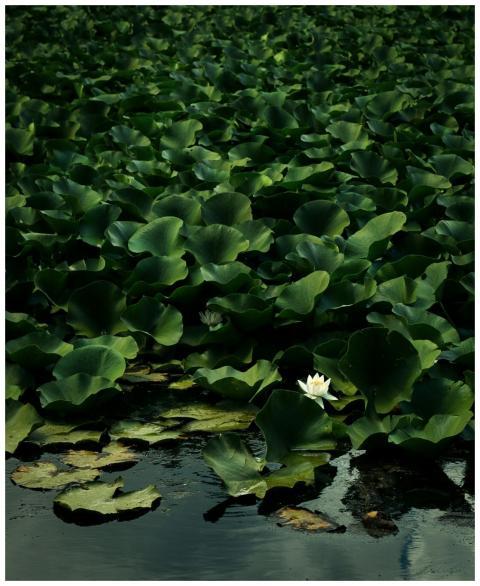 Serene pond with lush green leaves and blooming wh
