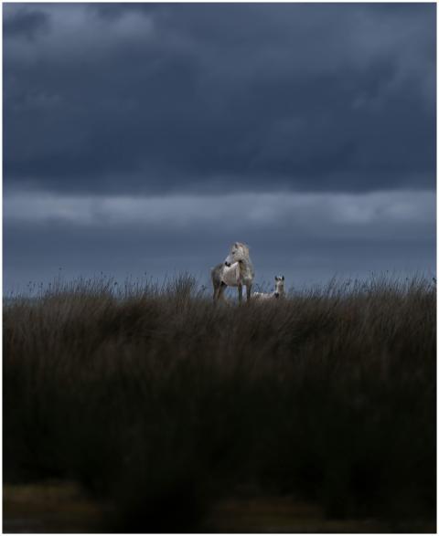 A dramatic scene of wild horses standing in a gras