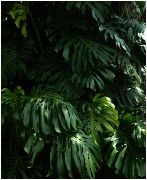 Deep green Monstera leaves captured in a vibrant C