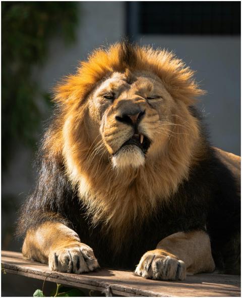 Close-up of a powerful lion basking in the sun, hi