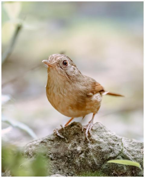 A jungle babbler perched on a rock displaying its