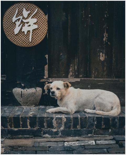 A serene street scene in Yancheng, Jiangsu with a