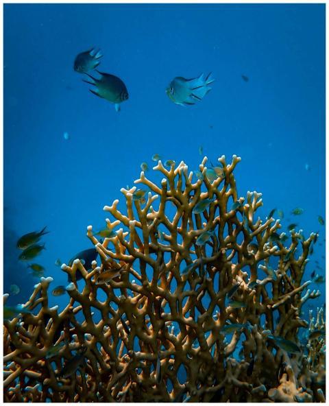 Colorful coral reef scene with vibrant tropical fi