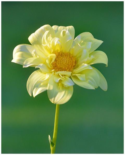 Close-up of a vibrant yellow flower blooming with