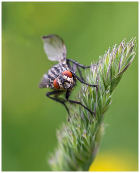 Detailed macro shot of a fly perched on vibrant gr
