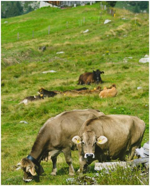 A serene rural landscape with cows grazing in a lu