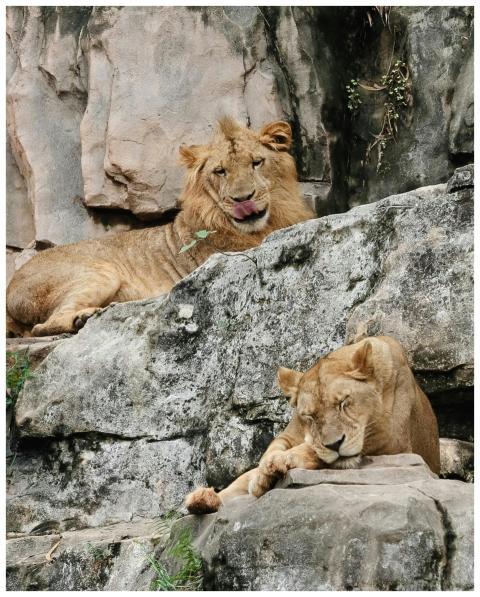 Two majestic lions resting on a rocky outcrop, sho