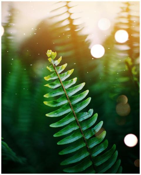Close-up of a vibrant fern leaf in sunlight. Captu