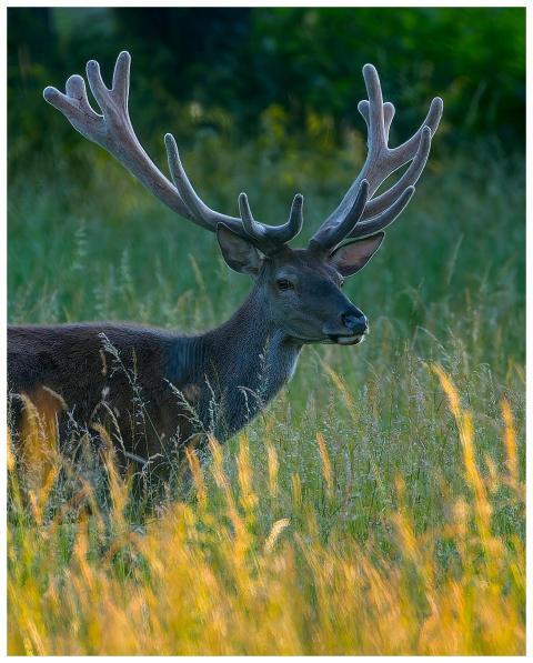 Capture of a lone red deer with impressive antlers