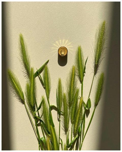 Close-up of green barley stalks lit by sunlight, c