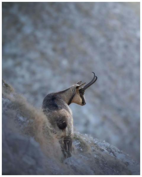 Apennine chamois on a rocky slope in Marche, Italy