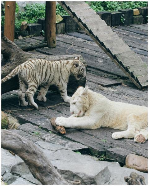 Adorable white tiger cubs playing in their zoo hab