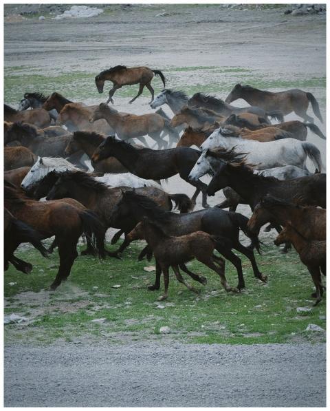 A dynamic capture of wild horses galloping across