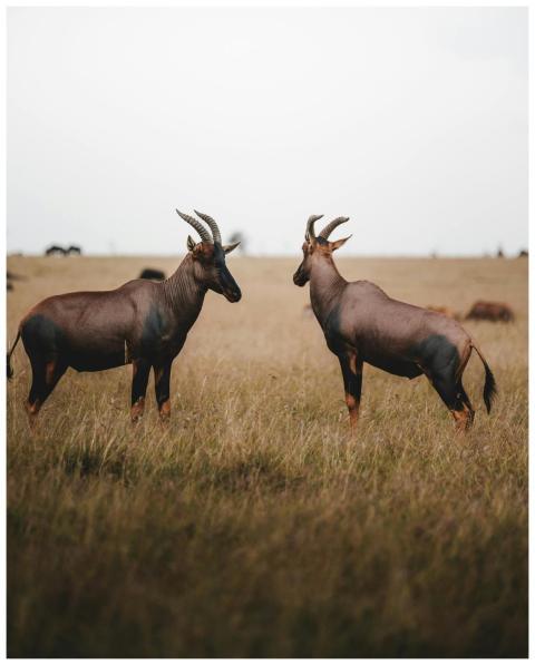 Two topi antelopes stand in a vast African savanna