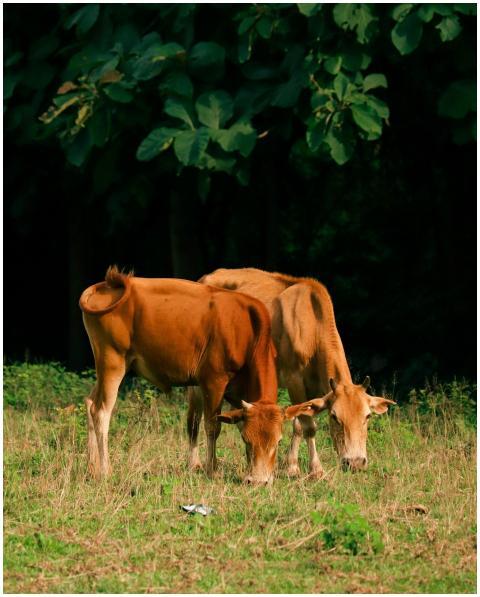 Two brown cows grazing peacefully in a lush green