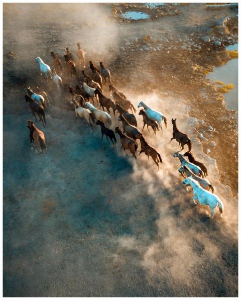 Drone shot capturing a dynamic herd of horses runn