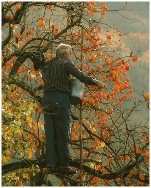 Senior man picks persimmons from a tree on a brigh
