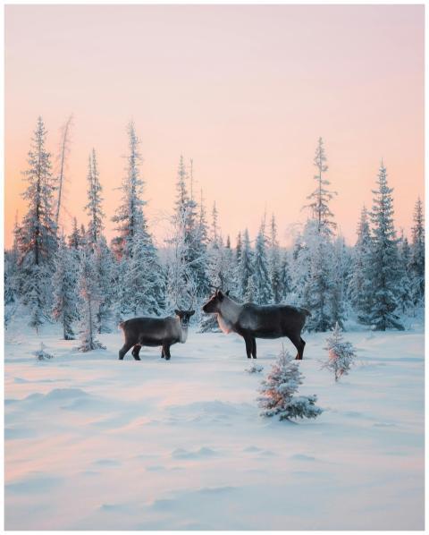 Two reindeer in a snowy forest at sunset create a