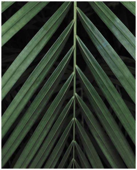 Close-up of dark green palm leaves forming a natur