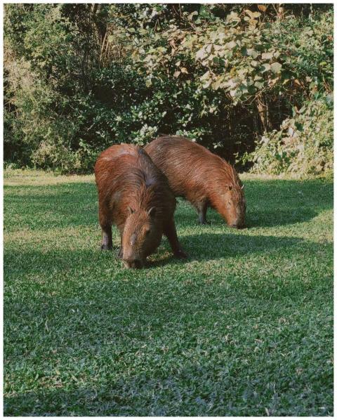 Two capybaras graze in a sunlit forest clearing, s