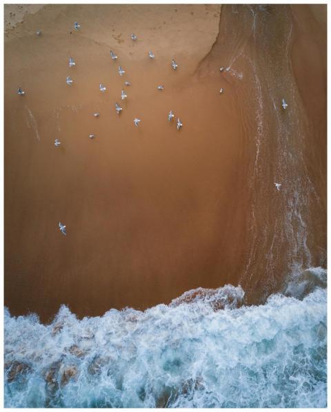 An aerial shot of seagulls on the sandy Maroubra B