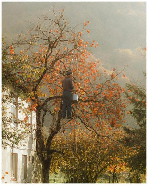 A man harvesting persimmons from a tree in the mis
