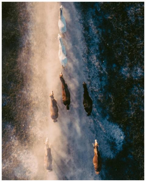 Stunning aerial view of a group of horses gallopin