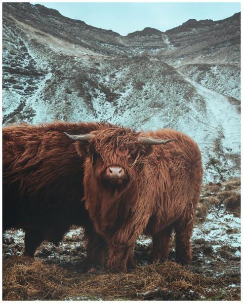 Highland cows grazing peacefully in Sandoy's sceni