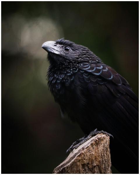 Close-up of a Smooth-Billed Ani perched on a branc