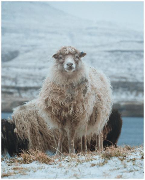 Flock of white and black sheep standing on snowy g