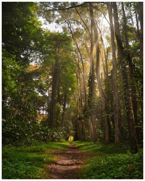 Discover the tranquility of a lush forest path bat