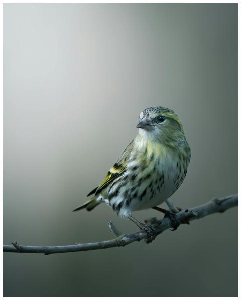 A close-up of a European Siskin (Spinus spinus) pe