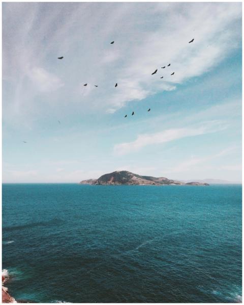 Birds flying over the ocean with a scenic island v