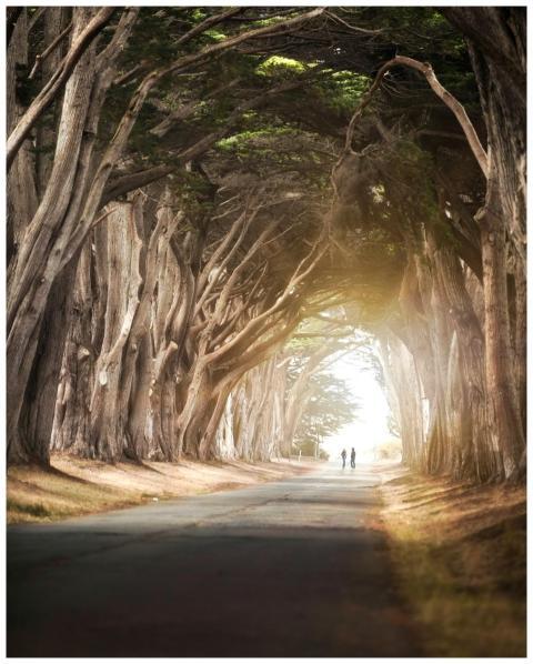 A serene road flanked by towering trees forming a