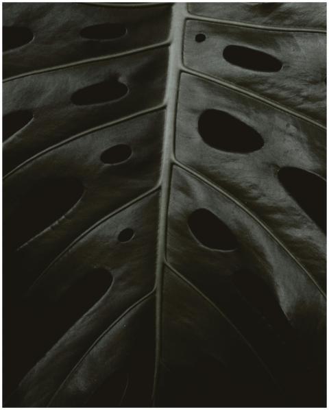 Close-up of a dark green monstera leaf showcasing