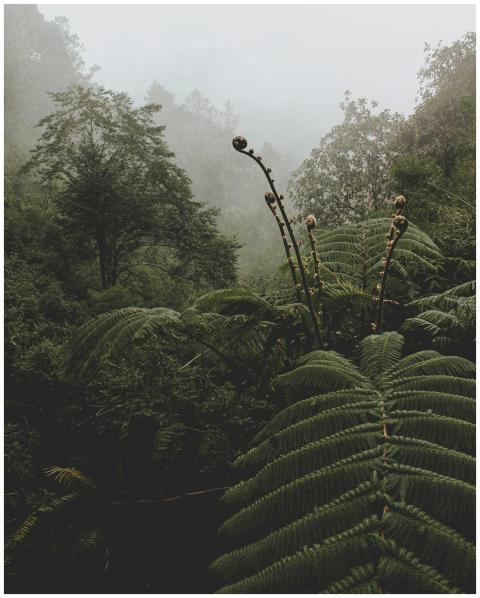 Explore the dense, mist-covered rainforest with lu