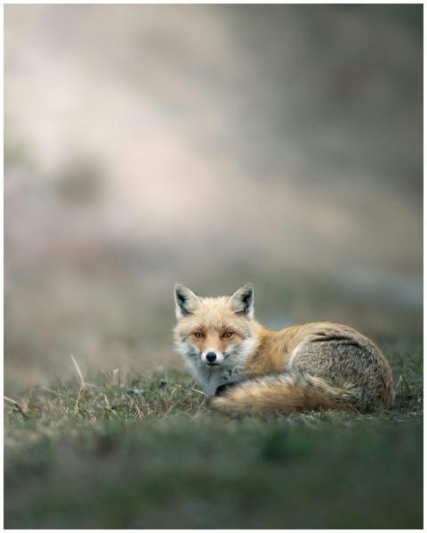 Close-up of a red fox resting on grass in the wild
