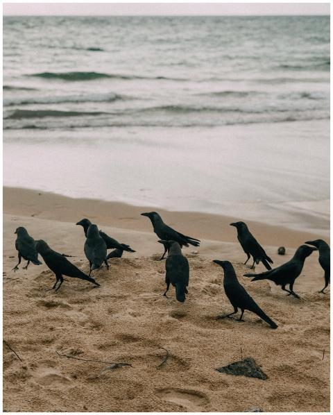 A group of crows perched on a sandy beach with gen