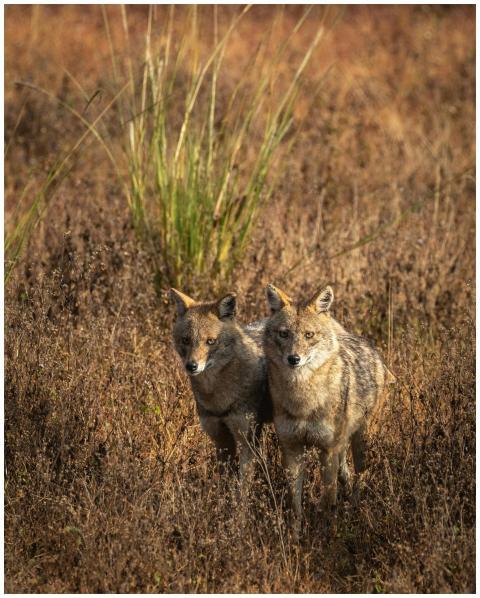 Two jackals spotted in the golden grasslands of In