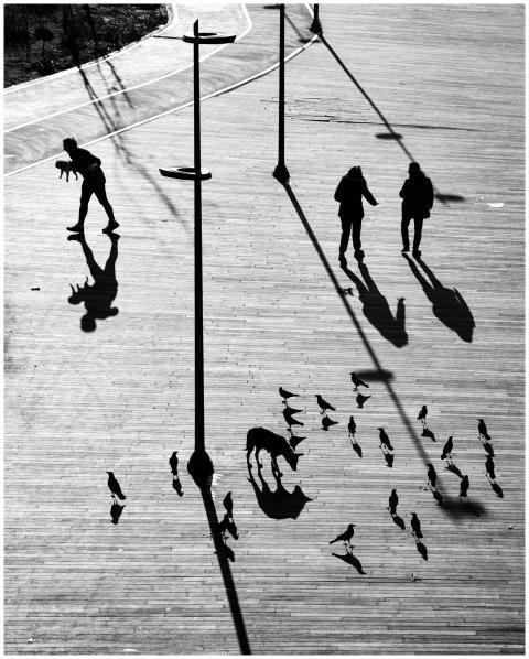 Silhouettes of people and birds in urban setting w